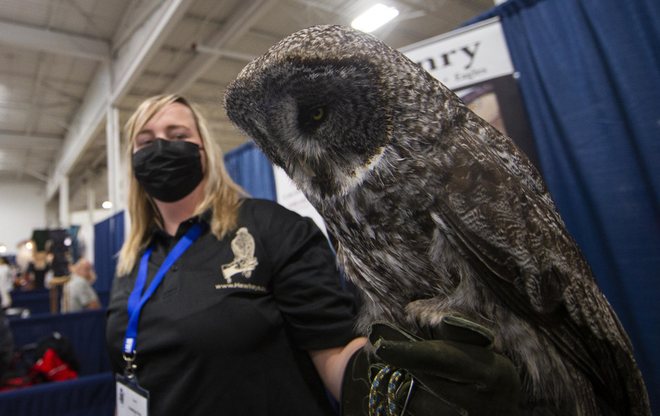 Một con cú mèo tại Triển lãm thú cưng Giáng sinh Toronto tại Mississauga, Canada, ngày 20/11/2021. (Ảnh: THX/TTXVN)