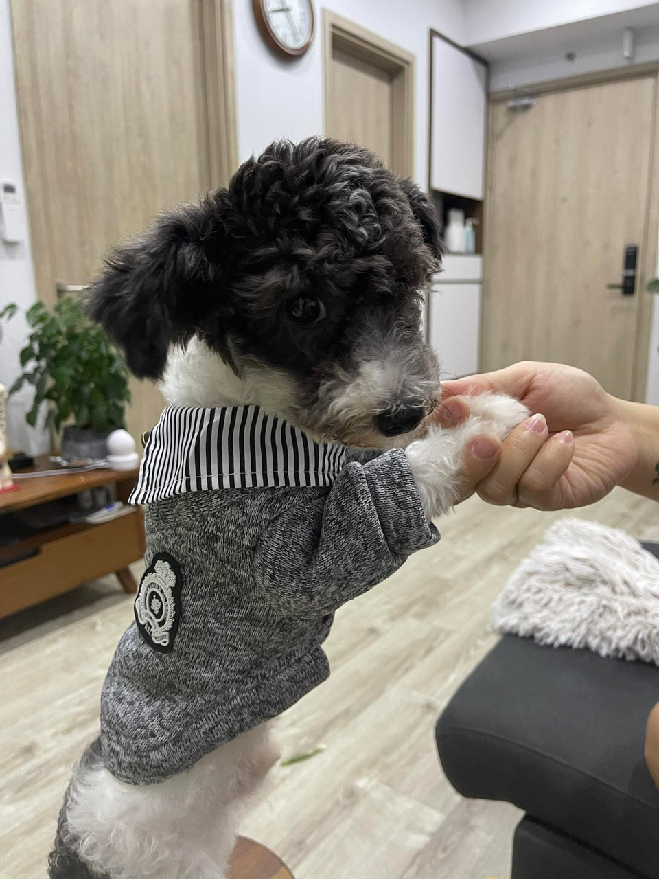 Đại dịch COVID-19 đi cùng giãn cách xã hội khiến nhiều người quan tâm đến thú cưng hơn, trong đó Việt Nam là một trong những nước dẫn đầu thị trường tìm mua thú cưng tại Đông Nam Á. Báo cáo vừa công bố của iPrice phân tích lượt tìm kiếm vật nuôi, thú cưng bằng các từ khóa liên quan trên Google ở các nước Đông Nam Á, cho thấy người Việt có 1,9 triệu lượt tìm kiếm để sở hữu thú cưng trong 9 tháng đầu năm. (Nguồn: Vietnam+)