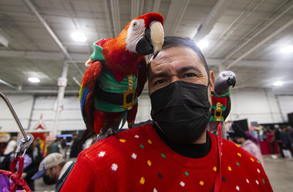 Vẹt trong trang phục sặc sỡ tại Triển lãm thú cưng Giáng sinh Toronto tại Mississauga, Canada, ngày 20/11/2021. (Ảnh: THX/TTXVN)