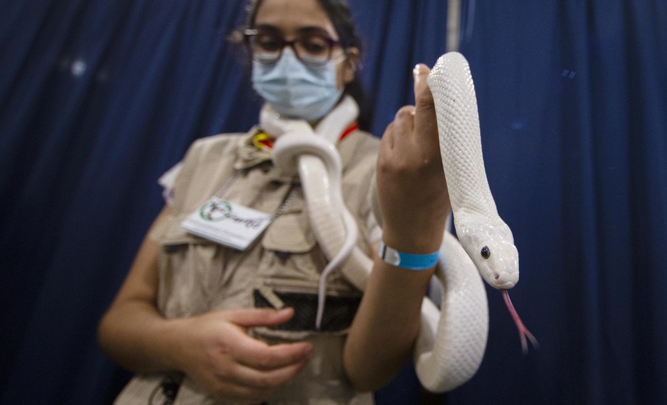 Một chú rắn trắng tham dự Triển lãm thú cưng Giáng sinh Toronto tại Mississauga, Canada, ngày 20/11/2021. (Ảnh: THX/TTXVN)