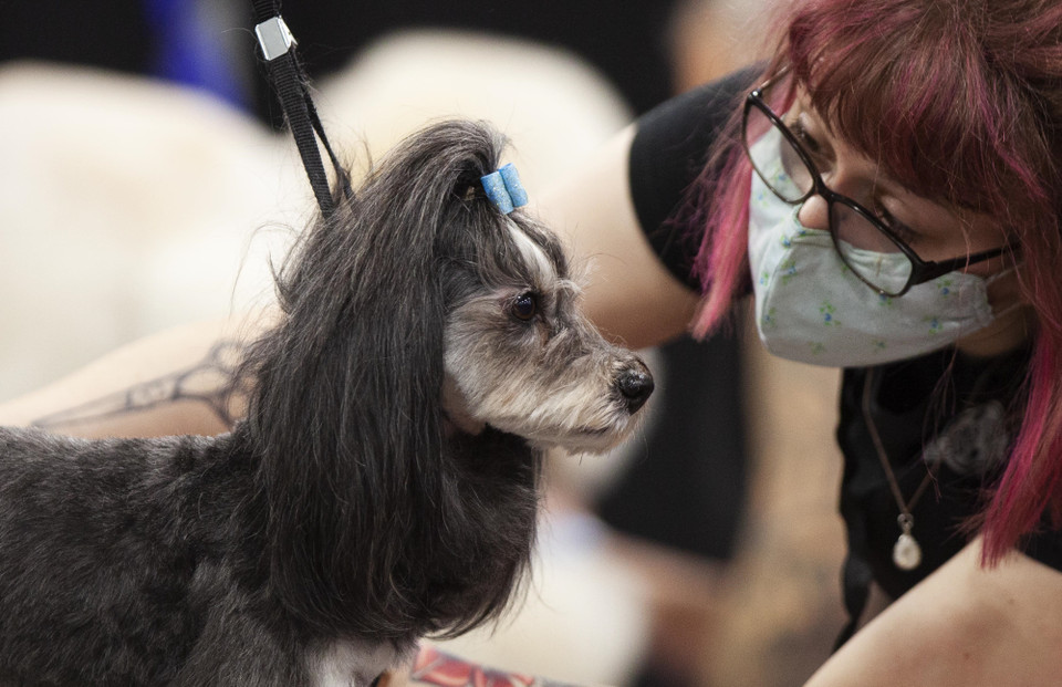 Chú chó tại Triển lãm thú cưng Giáng sinh Toronto tại Mississauga, Canada, ngày 20/11/2021. (Ảnh: THX/TTXVN)