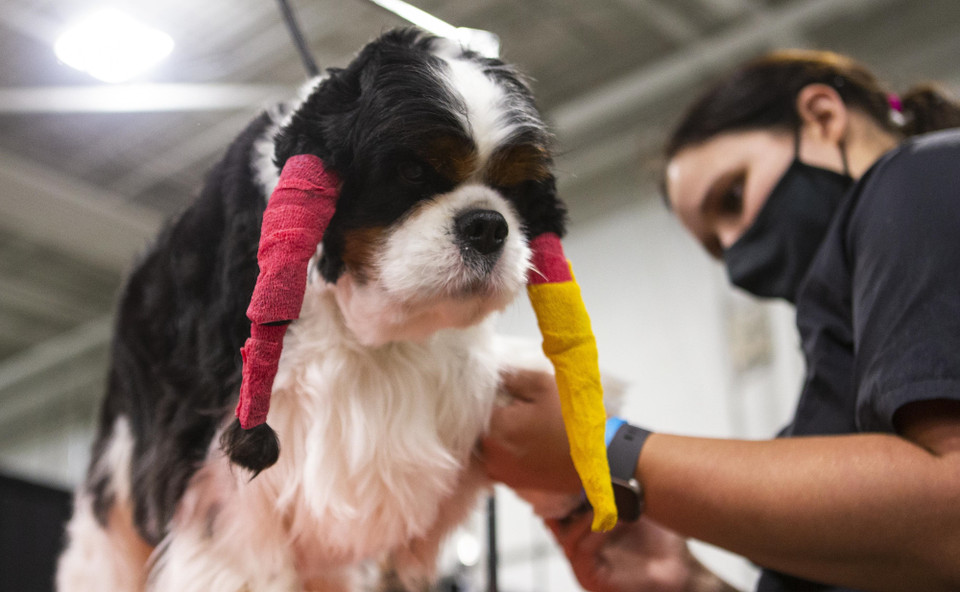 Chú chó tại Triển lãm thú cưng Giáng sinh Toronto tại Mississauga, Canada, ngày 20/11/2021. (Ảnh: THX/TTXVN)