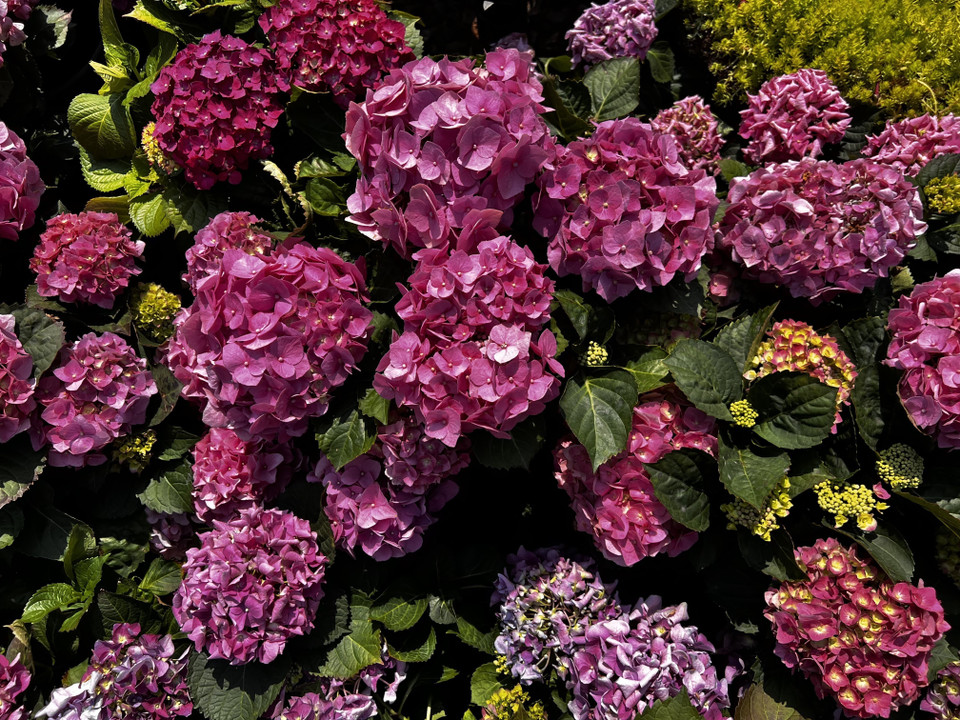 Hoa cẩm tú cầu tại Triển lãm hoa ở Hong Kong (Trung Quốc). (Ảnh: Mạc Luyện/TTXVN)