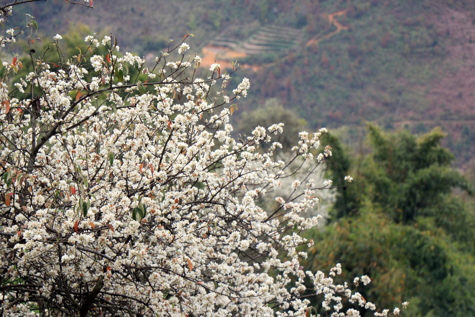Nơi rẻo cao, hoa sơn tra đua sắc, thi nhau nở trắng núi đồi. (Ảnh: Hữu Quyết/TTXVN)