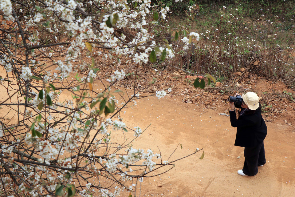 Nữ du khách say sưa ngắm, chụp ảnh bên những cây sơn tra. (Ảnh: Hữu Quyết/TTXVN)