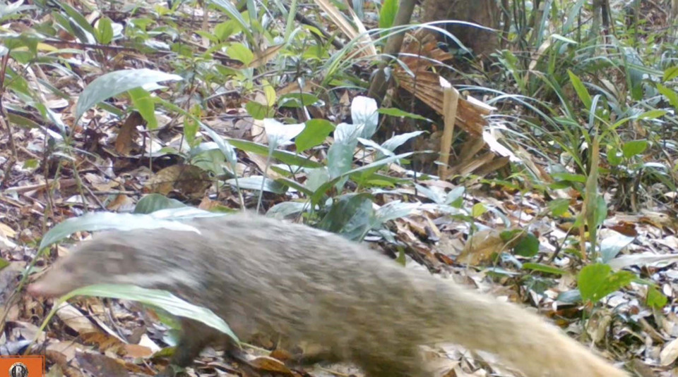 Cầy móc cua xuất hiện tại Khu bảo tồn thiên nhiên Xuân Liên, tỉnh Thanh Hóa. (Ảnh: Nguyễn Nam/TTXVN phát)