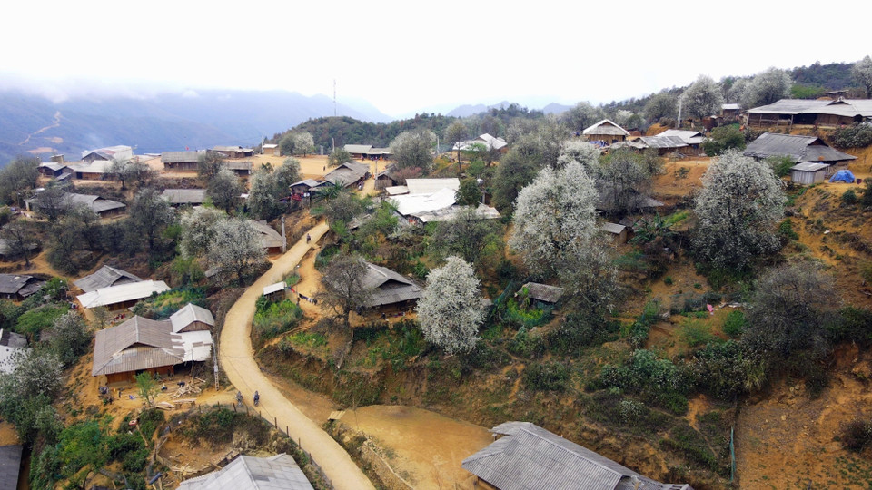 Bản Nậm Nghiệp ngập tràn màu trắng của hoa sơn tra. (Ảnh: Hữu Quyết/TTXVN)