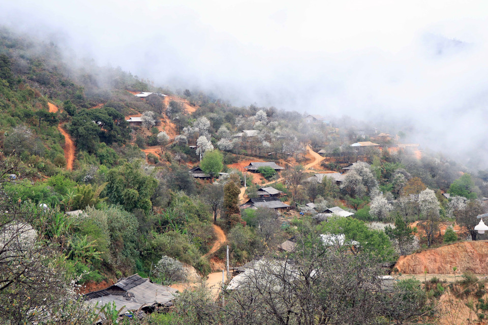 Sắc hoa trắng trải khắp các sườn đồi, bên mái nhà dân và ven hai bên đường qua bản. (Ảnh: Hữu Quyết/TTXVN)