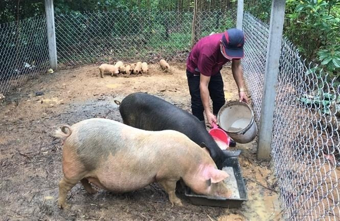 Mô hình hỗ trợ sinh kế bền vững do Thành Đoàn Đà Nẵng thực hiện giúp thanh niên nghèo dân tộc thiểu số cải thiện đời sống, phát triển kinh tế gia đình. (Ảnh: Văn Dũng/TTXVN)