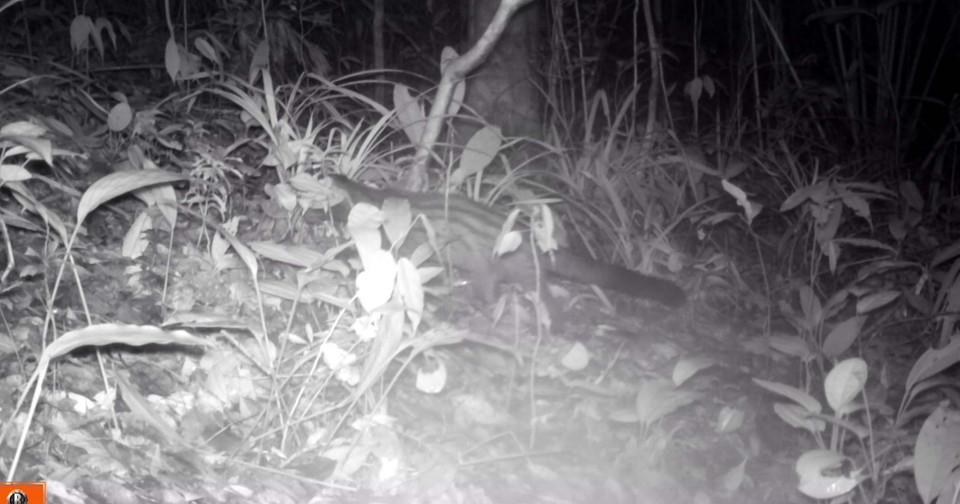 Cầy vòi hương xuất hiện tại Khu bảo tồn thiên nhiên Xuân Liên, tỉnh Thanh Hóa. (Ảnh: Nguyễn Nam/TTXVN phát)