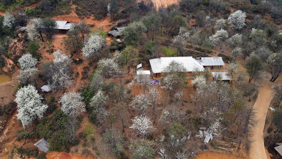 Những ngày này, bản Nậm Nghiệp, xã Ngọc Chiến, huyện Mường La, tỉnh Sơn La đang vào mùa hoa sơn tra (táo mèo). Hàng nghìn cây sơn tra lâu năm đang nở trắng núi đồi. Đây là thời điểm thích hợp để những người ưa khám phá, trải nghiệm tìm đến chiêm ngưỡng loài hoa gần gũi, thân thiết với cộng đồng dân tộc Mông trên những rẻo cao này. (Ảnh: Hữu Quyết/TTXVN)