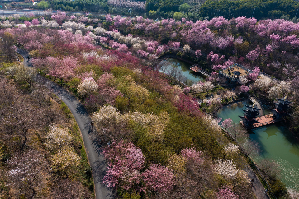 Hoa anh đào bừng nở tại Hàng Châu, tỉnh Chiết Giang, Trung Quốc, ngày 13/3/2023. (Ảnh: THX/TTXVN)
