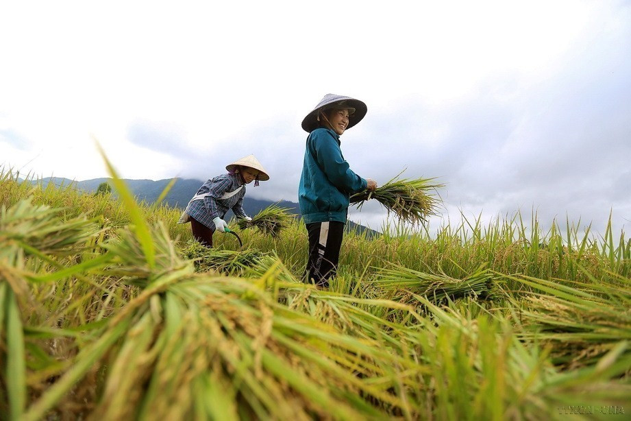 Là một lực lượng lao động xã hội đông đảo, phụ nữ Việt Nam đã tỏ rõ vai trò, khả năng, sức sáng tạo của mình trên mọi lĩnh vực của đời sống xã hội. Trong ảnh: Chị em phụ nữ xã Tú Lý, huyện Đà Bắc (Hòa Bình) thu hoạch lúa Xuân. (Ảnh: Trọng Đạt/TTXVN)