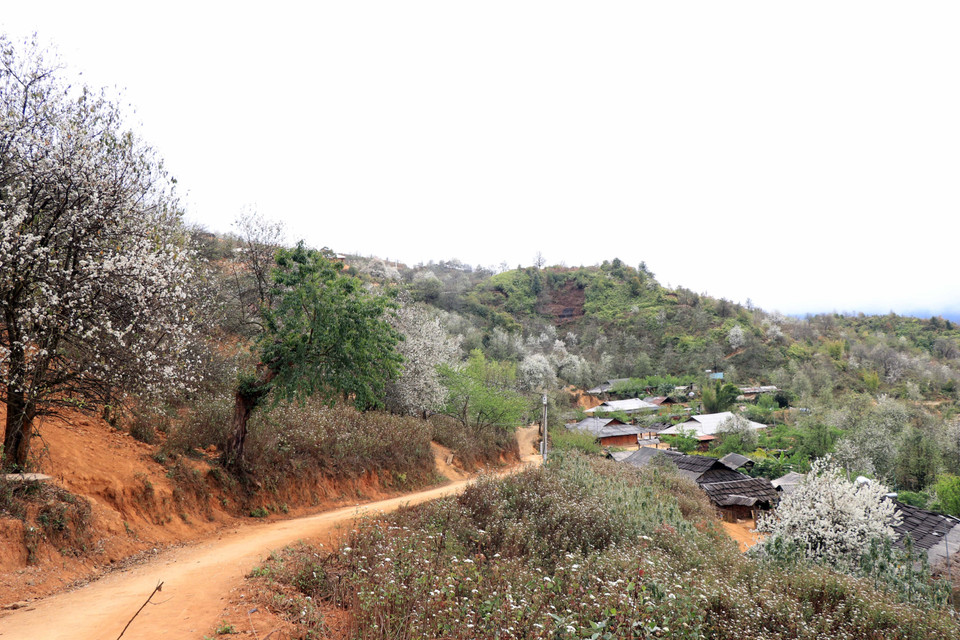 Bản Nậm Nghiệp ngập tràn màu trắng của hoa sơn tra. (Ảnh: Hữu Quyết/TTXVN)