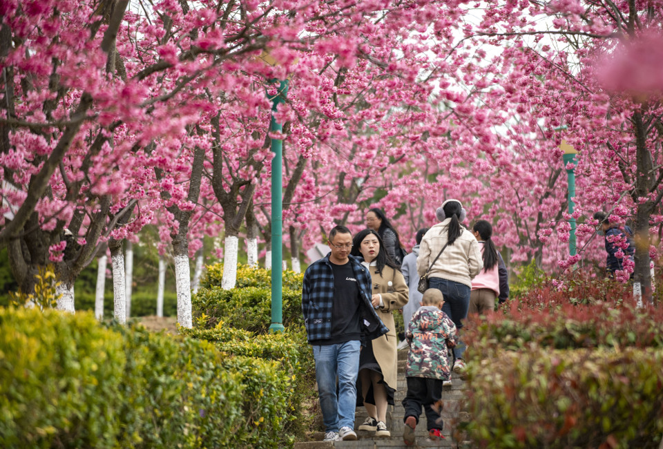 Người dân chiêm ngưỡng vẻ đẹp hoa anh đào tại Khúc Tĩnh, tỉnh Vân Nam, Trung Quốc, ngày 5/3/2023. (Ảnh: THX/TTXVN)