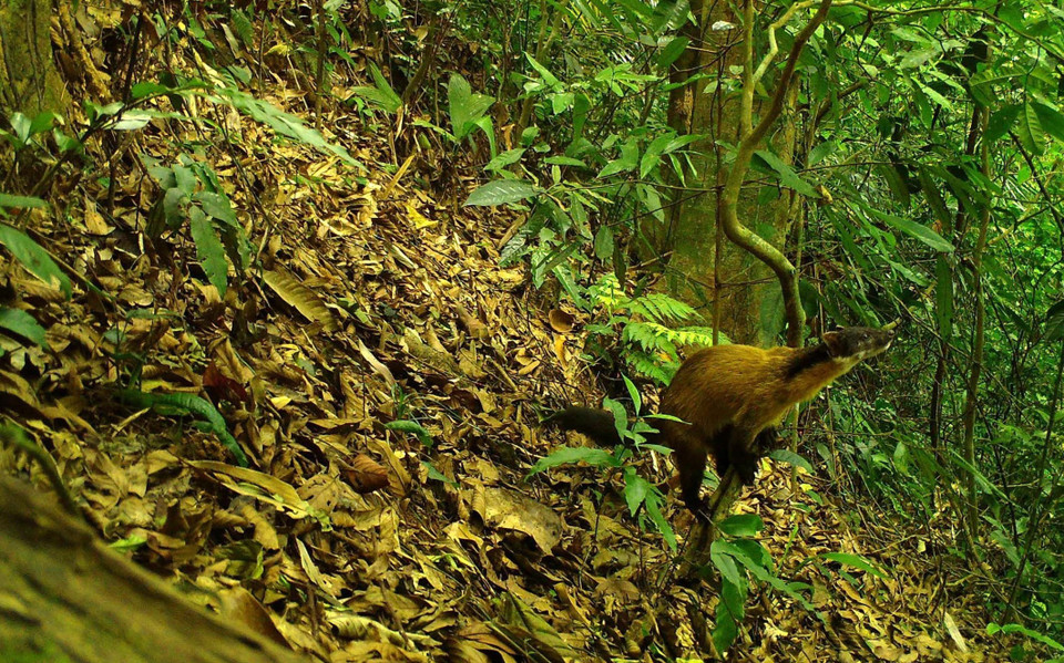 Chồn họng vàng tại khu bảo tồn thiên nhiên Xuân Liên, tỉnh Thanh Hóa. (Ảnh: Nguyễn Nam/TTXVN phát)