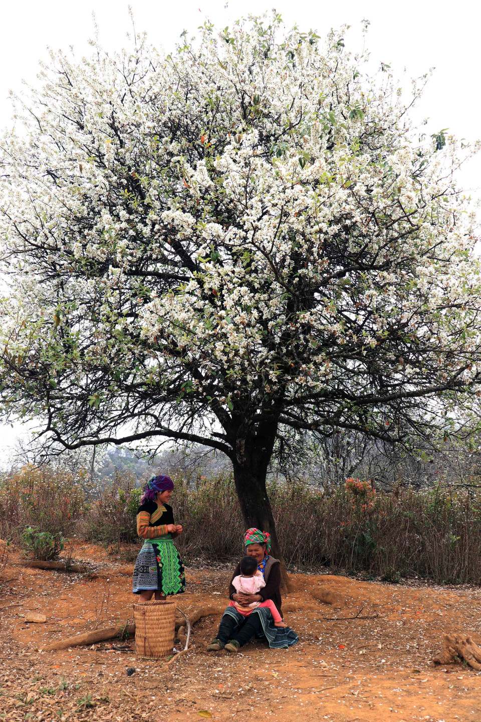 Cuộc sống của người dân Nậm Nghiệp bình yên bên những gốc cây sơn tra. (Ảnh: Hữu Quyết/TTXVN)