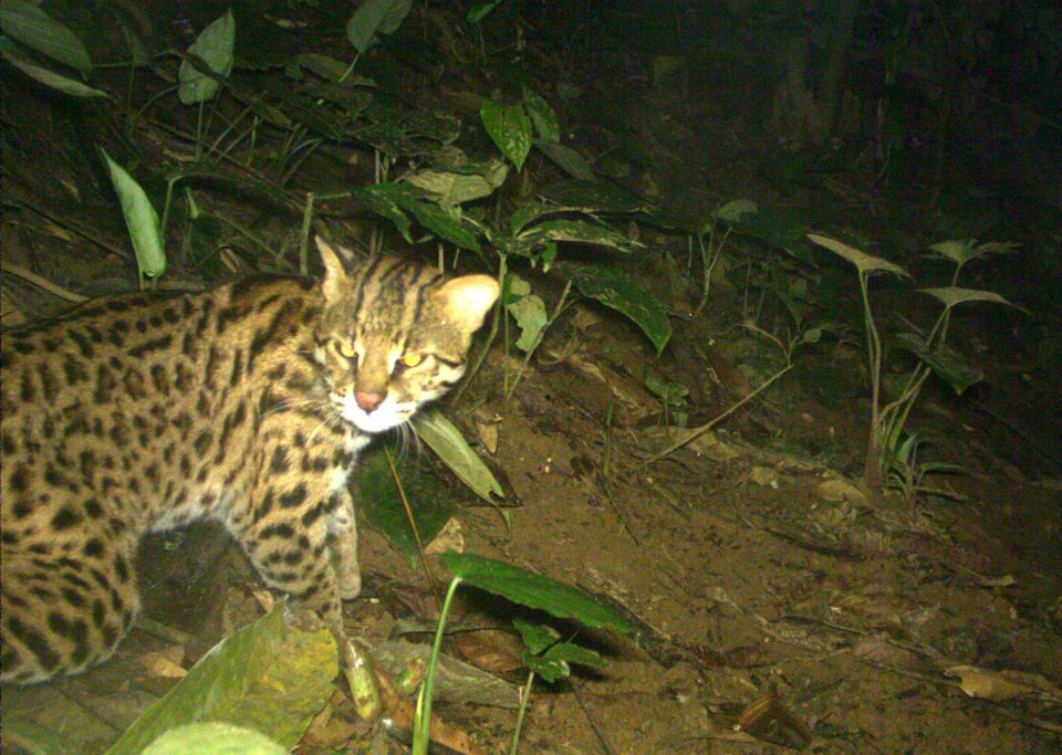 Mèo rừng dính bẫy ảnh. (Ảnh: Nguyễn Nam/TTXVN phát)