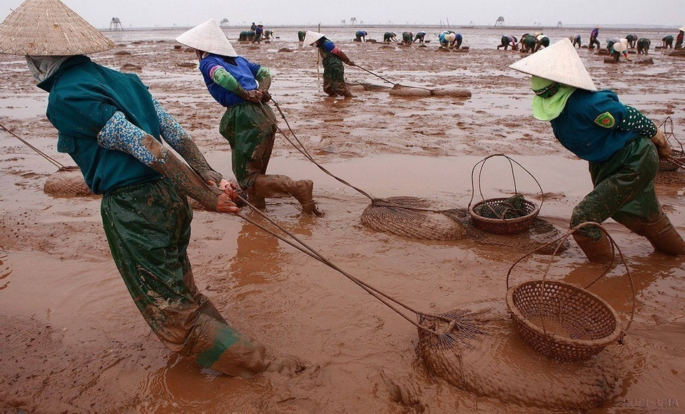 Phụ nữ Việt Nam chiếm 51% lực lượng lao động và đóng vai trò chính trong công việc gia đình và nuôi dạy con cái. Trong ảnh: Lao động nữ làm nghề cào ngao ở Hải Phòng. (Ảnh: Lâm Khánh/TTXVN)