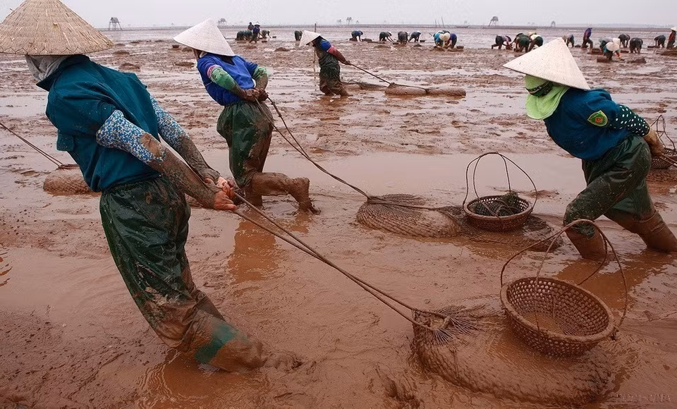 Phụ nữ Việt Nam chiếm 51% lực lượng lao động và đóng vai trò chính trong công việc gia đình và nuôi dạy con cái. Trong ảnh: Lao động nữ làm nghề cào ngao ở Hải Phòng. (Ảnh: Lâm Khánh/TTXVN)
