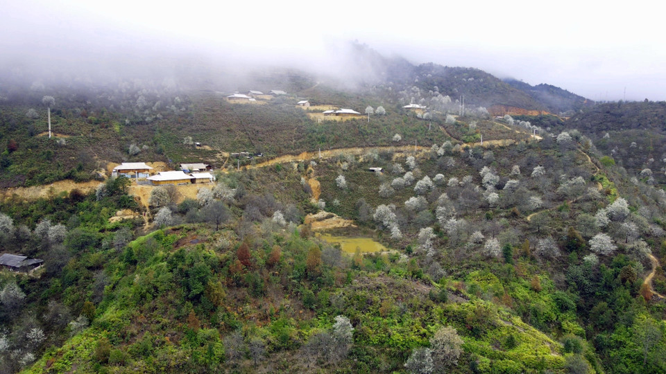 Bản Nậm Nghiệp nằm ở độ cao hơn 2.000m, những ngày này ngập tràn màu trắng của hoa sơn tra. (Ảnh: Hữu Quyết/TTXVN)