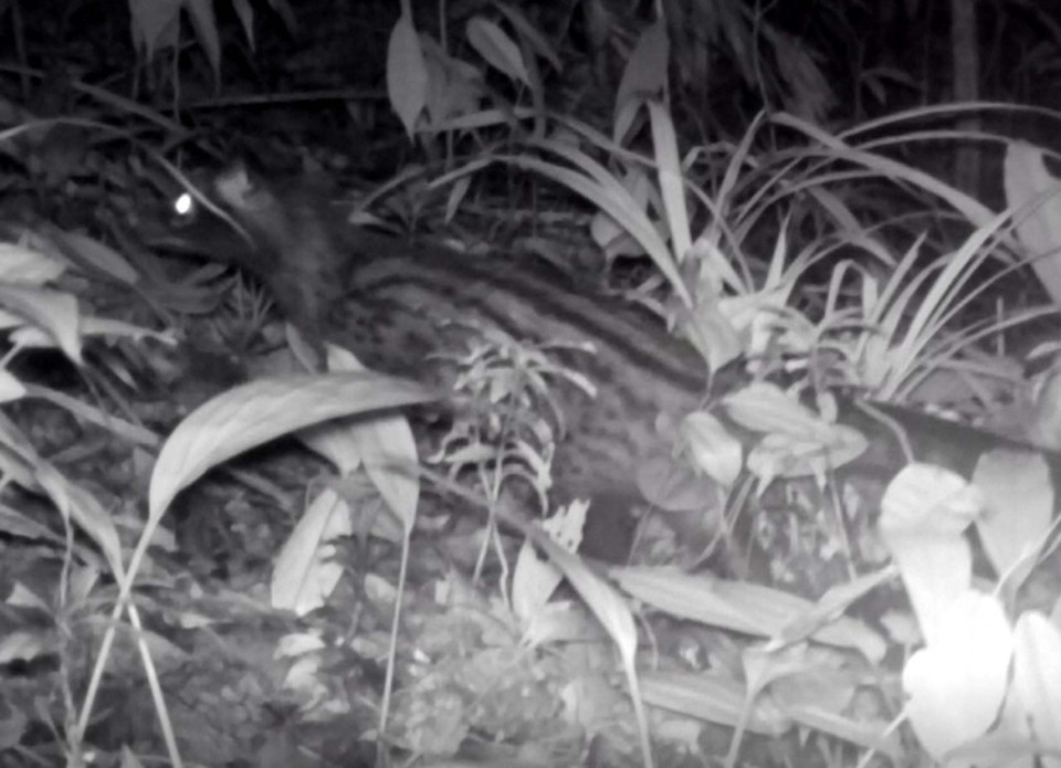 Cầy Vòi hương xuất hiện tại Khu bảo tồn thiên nhiên Xuân Liên, tỉnh Thanh Hóa. (Ảnh: Nguyễn Nam/TTXVN phát)