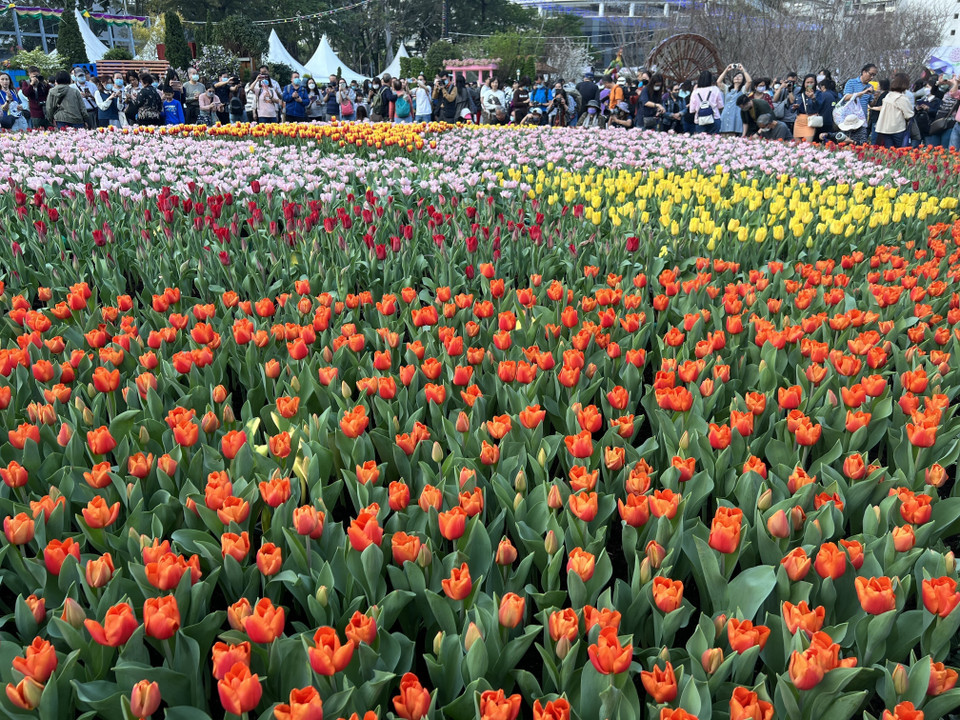 Biển hoa tuylip thu hút đông người dân tham quan và chụp ảnh. (Ảnh: Mạc Luyện/TTXVN)