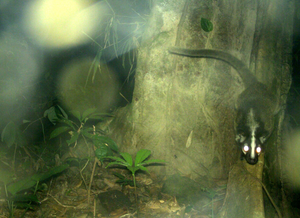 Cầy vòi mốc xuất hiện tại Khu bảo tồn thiên nhiên Xuân Liên, tỉnh Thanh Hóa. (Ảnh: Nguyễn Nam/TTXVN phát)