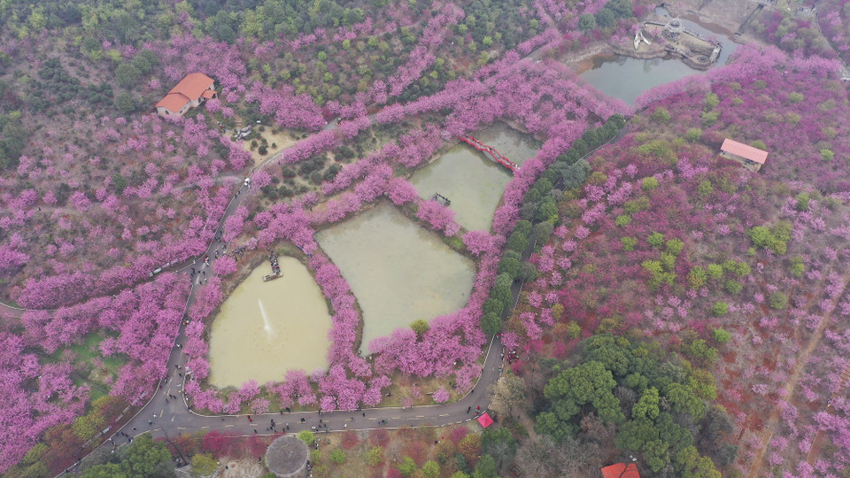 Vẻ đẹp quyến rũ của hoa anh đào tại Trường Ninh, tỉnh Hồ Nam, Trung Quốc, ngày 4/3/2023. (Ảnh: THX/TTXVN)