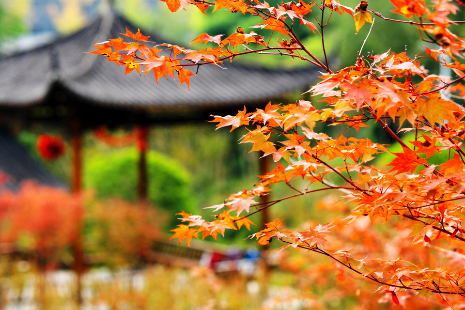 Mùa Thu đang nhẹ nhàng vẽ bức tranh quyến rũ, thơ mộng với gam màu đỏ vàng chủ đạo cho cảnh sắc thiên nhiên nhiều quốc gia trên thế giới. Trong ảnh: Tán lá được nhuộm màu thu tại tỉnh Hồ Bắc, Trung Quốc, ngày 15/10/2022. (Ảnh: THX/TTXVN)