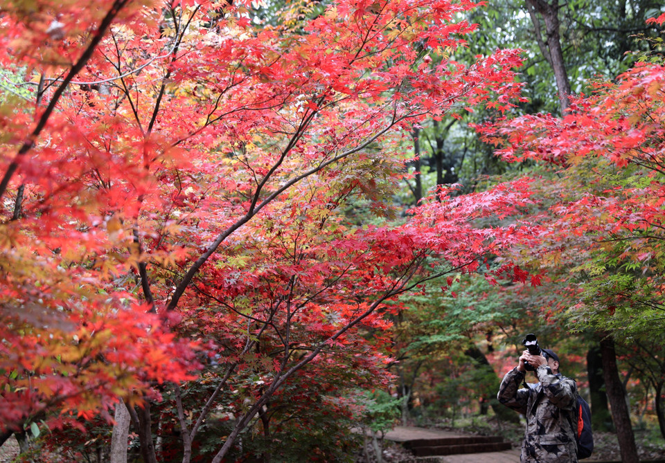 Mùa Thu đang nhẹ nhàng vẽ bức tranh quyến rũ, thơ mộng với gam màu đỏ vàng chủ đạo cho cảnh sắc thiên nhiên nhiều quốc gia trên thế giới. Trong ảnh: Người dân chụp ảnh để lưu giữ cảnh đẹp mùa Thu tại tỉnh Vân Nam, Trung Quốc, ngày 28/10/2022. (Ảnh: THX/TTXVN)