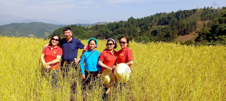 Du khách thích thú check-in cùng cô gái Sán Chỉ tại cánh đồng vàng Bình Liêu. (Ảnh: Thanh Vân/TTXVN)