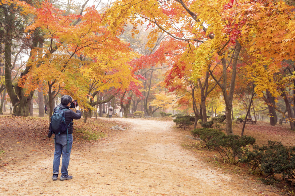 Mỗi lối đi trên đảo Nami đều là những điểm chech-in lý tưởng cho khách thăm quan. (Ảnh: Anh Nguyên/TTXVN)