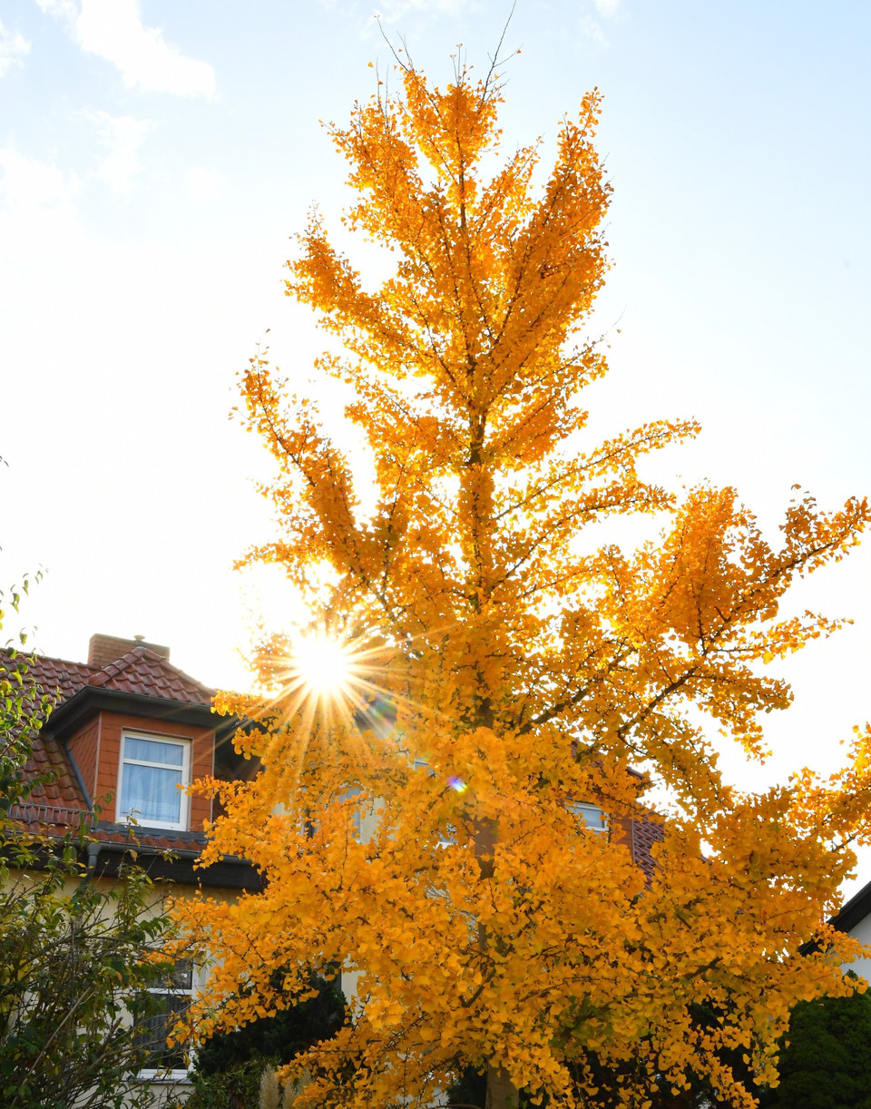 Mùa Thu đang nhẹ nhàng vẽ bức tranh quyến rũ, thơ mộng với gam màu đỏ vàng chủ đạo cho cảnh sắc thiên nhiên nhiều quốc gia trên thế giới. Trong ảnh: Lá Thu vàng rực rỡ tại Berlin, Đức, ngày 28/10/2022. (Ảnh: THX/TTXVN)