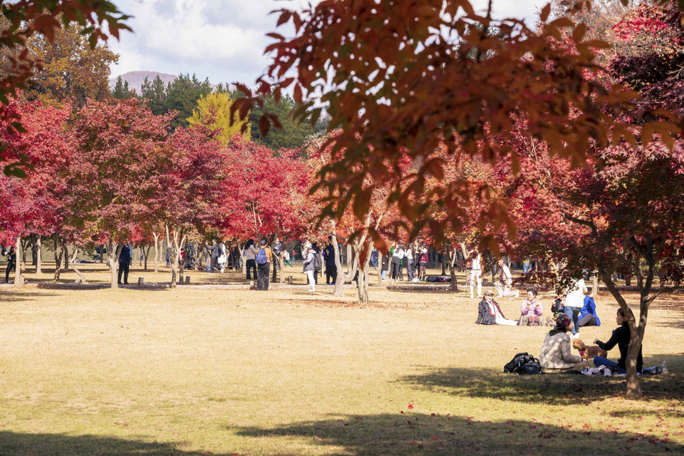 Khu vực vườn lá Phong đỏ trên đảo Nami luôn hút khách thăm quan. (Ảnh: Anh Nguyên/TTXVN)