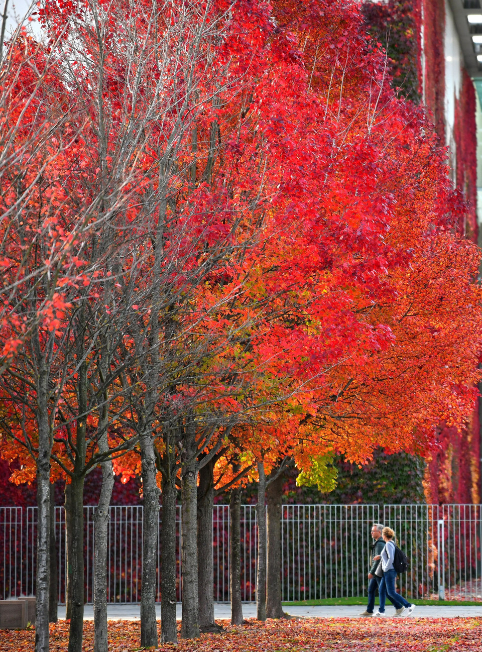 Mùa Thu đang nhẹ nhàng vẽ bức tranh quyến rũ, thơ mộng với gam màu đỏ vàng chủ đạo cho cảnh sắc thiên nhiên nhiều quốc gia trên thế giới. Trong ảnh: Mùa Thu nhuộm màu đỏ rực lên tán lá ở Berlin, Đức, ngày 27/10/2022. (Ảnh: THX/TTXVN)