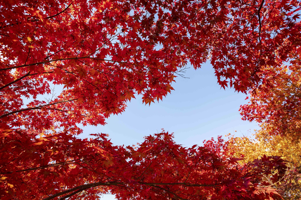 Lá phong đỏ khoe sắc thắm dưới nắng thu. (Ảnh: Anh Nguyên/TTXVN)