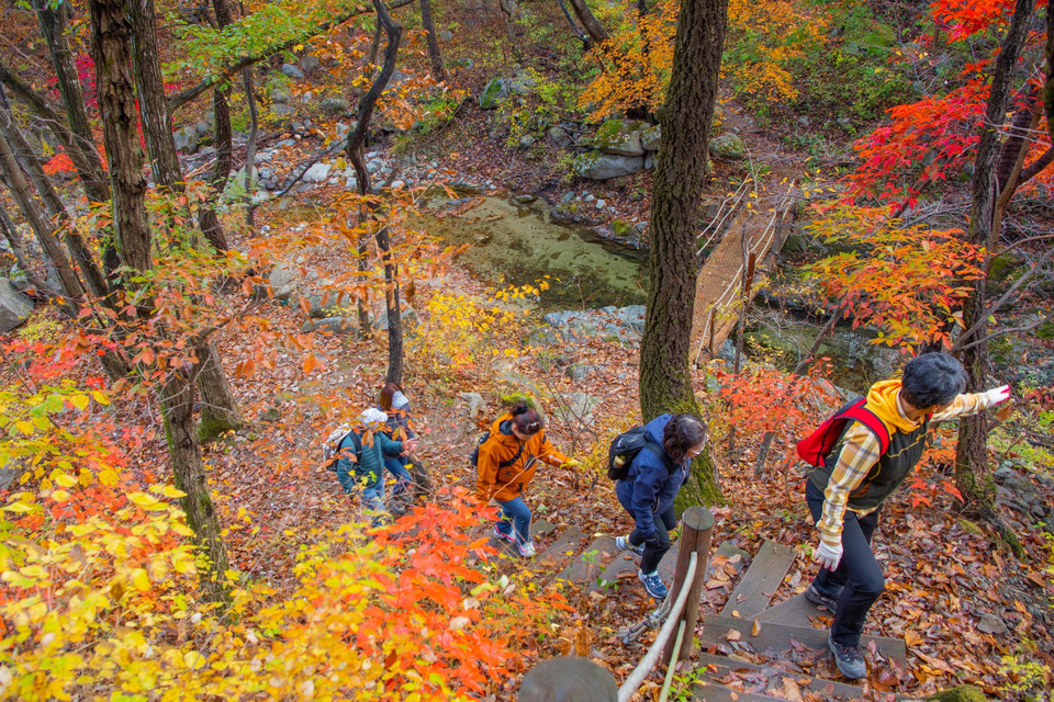Mùa Thu đang nhẹ nhàng vẽ bức tranh quyến rũ, thơ mộng với gam màu đỏ vàng chủ đạo cho cảnh sắc thiên nhiên nhiều quốc gia trên thế giới. Trong ảnh: Du khách bước trên thảm lá Thu tại Goseong, tỉnh Gangwon, Hàn Quốc, ngày 29/10/2022. (Ảnh: THX/TTXVN)