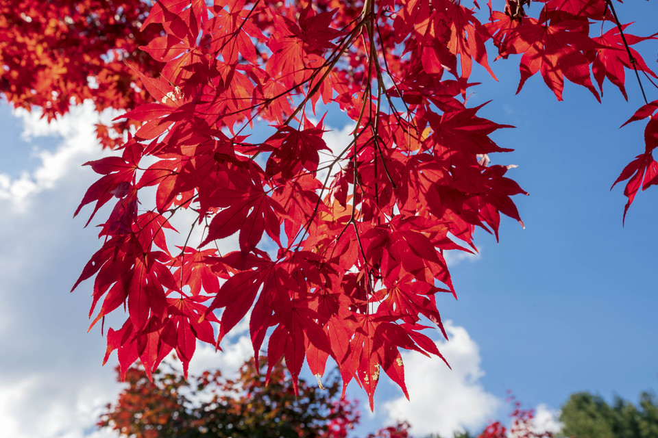 Lá phong đỏ khoe sắc thắm dưới nắng thu. (Ảnh: Anh Nguyên/TTXVN)