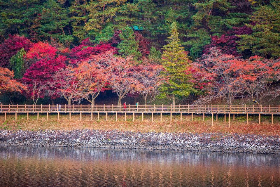 Mùa Thu đang nhẹ nhàng vẽ bức tranh quyến rũ, thơ mộng với gam màu đỏ vàng chủ đạo cho cảnh sắc thiên nhiên nhiều quốc gia trên thế giới. Trong ảnh: Cảnh Thu tại Andong, tỉnh Bắc Gyeongsang, Hàn Quốc, ngày 28/10/2022. (Ảnh: THX/TTXVN)