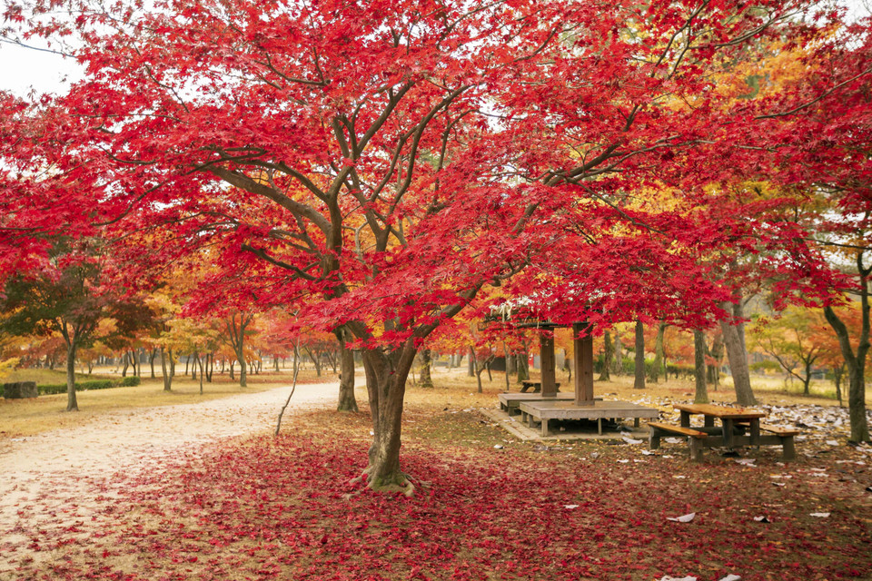 Cây Phong lá đỏ khoe sắc thắm trên đảo Nami. (Ảnh: Anh Nguyên/TTXVN)