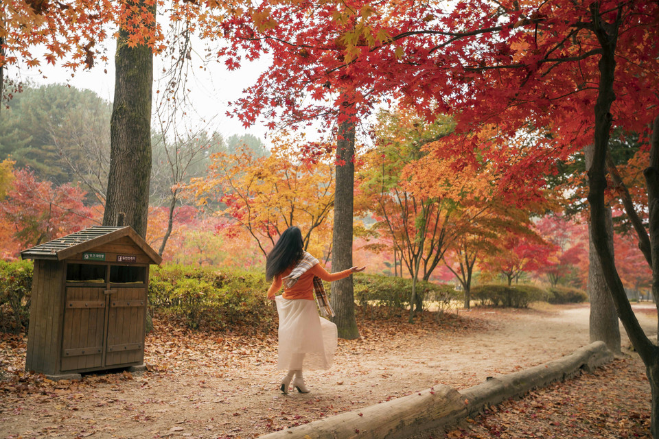 Du khách ngỡ ngàng trước sắc thu trên đảo Nami. (Ảnh: Anh Nguyên/TTXVN)