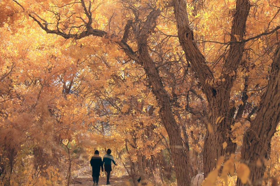 Mùa thu đang nhẹ nhàng vẽ bức tranh quyến rũ, thơ mộng với gam màu đỏ vàng chủ đạo cho cảnh sắc thiên nhiên nhiều quốc gia trên thế giới. Trong ảnh: Người dân chiêm ngưỡng vẻ đẹp mùa Thu tại tỉnh Cam Túc, Trung Quốc, ngày 25/10/2022. (Ảnh: THX/TTXVN)