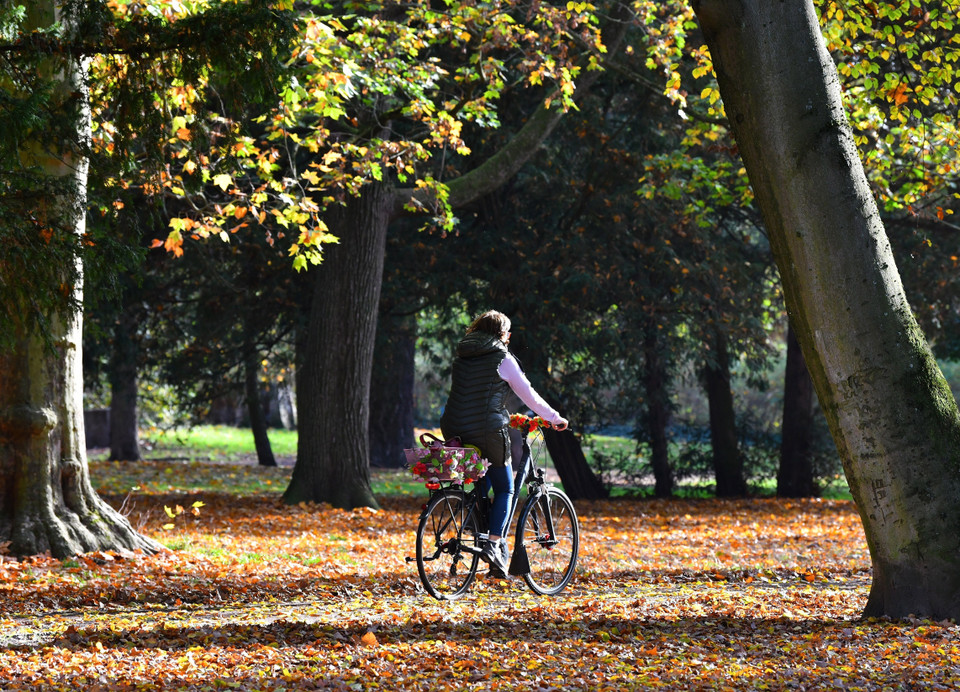 Mùa Thu đang nhẹ nhàng vẽ bức tranh quyến rũ, thơ mộng với gam màu đỏ vàng chủ đạo cho cảnh sắc thiên nhiên nhiều quốc gia trên thế giới. Trong ảnh: Người dân đạp xe trên thảm lá thu tại Berlin, Đức, ngày 28/10/2022. (Ảnh: THX/TTXVN)