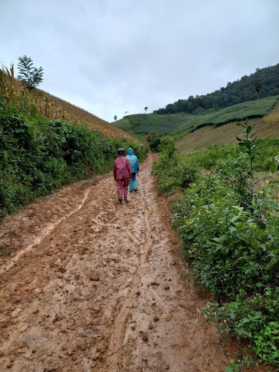 Đường đến điểm trường Nong Phụ (Trường mầm non Hoa Phong Lan) quanh co, nhiều đèo dốc, trơn trượt. (Ảnh: Hữu Quyết/TTXVN)