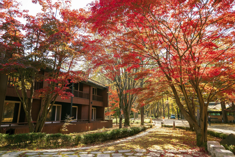 Khách sạn trên đảo Nami được bao phủ bởi sắc đỏ của lá Phong mỗi khi Thu về. (Ảnh: Anh Nguyên/TTXVN)