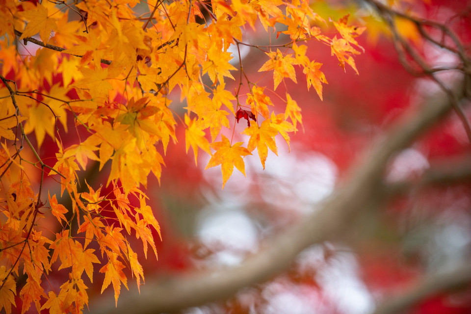Mùa Thu đang nhẹ nhàng vẽ bức tranh quyến rũ, thơ mộng với gam màu đỏ vàng chủ đạo cho cảnh sắc thiên nhiên nhiều quốc gia trên thế giới. Trong ảnh: Lá Thu tại Andong, tỉnh Bắc Gyeongsang, Hàn Quốc, ngày 28/10/2022. (Ảnh: THX/TTXVN)