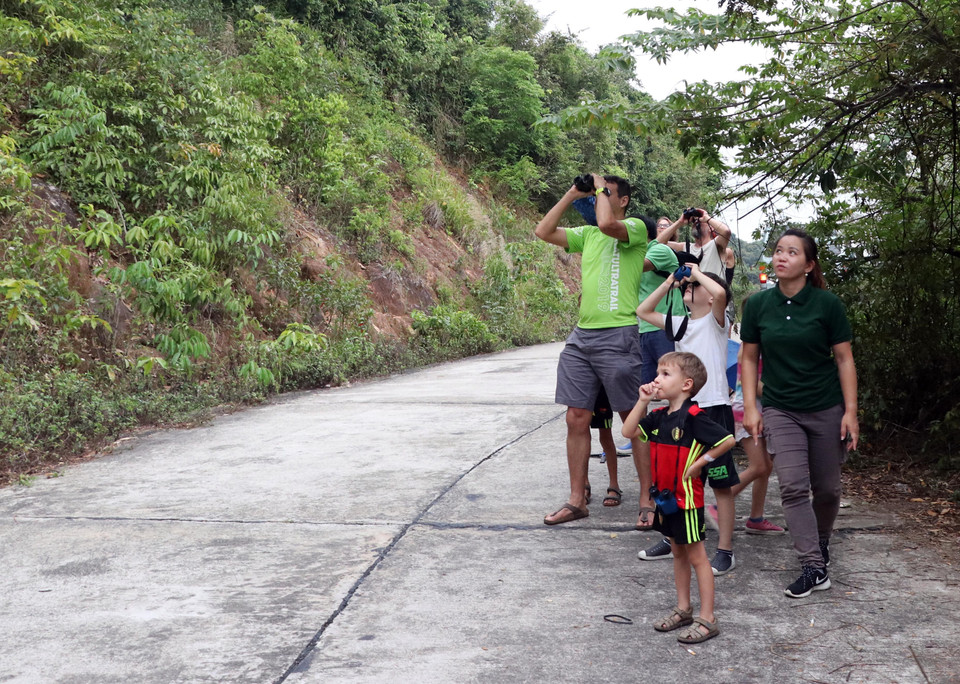 Du khách thích thú ngắm Voọc chà vá chân nâu trên Bán đảo Sơn Trà. (Ảnh: Trần Lê Lâm/TTXVN)