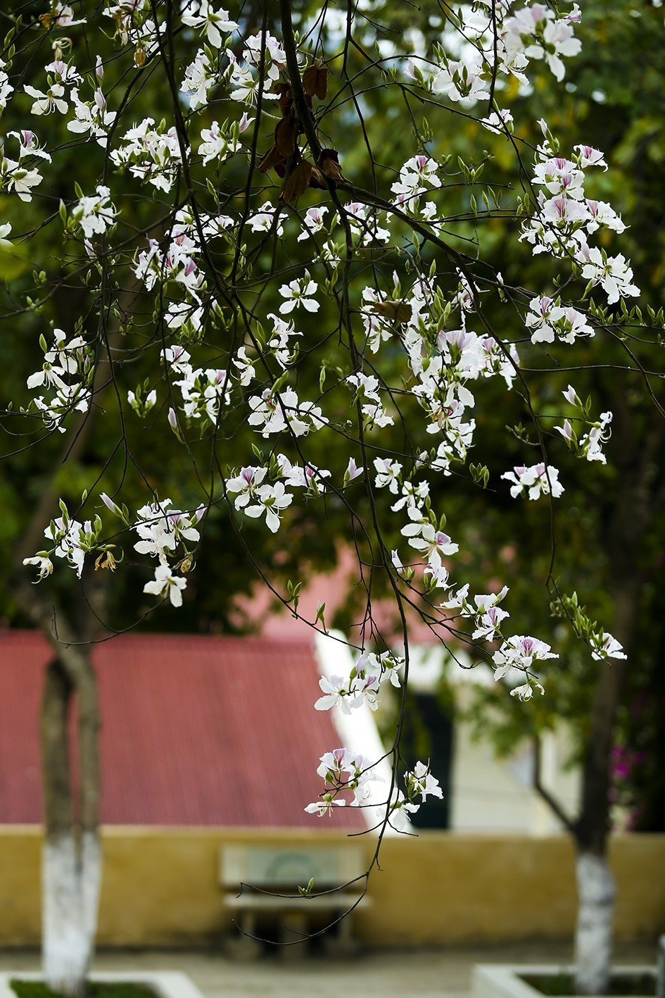 Những cánh hoa trắng muốt mang nét đẹp thuần khuyết, tinh khôi. (Ảnh: Phan Tuấn Anh/TTXVN)