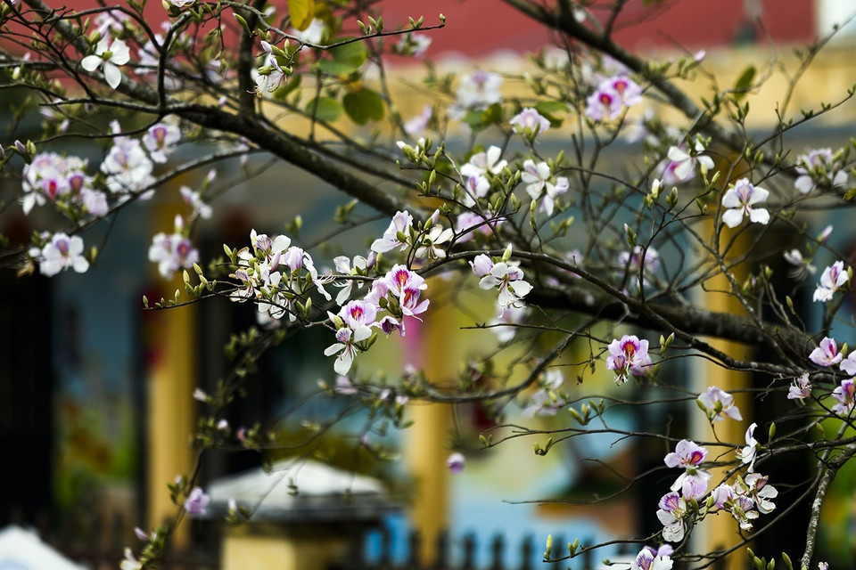 Mùa hoa ban thường kéo dài đến hết tháng Tư, đặc biệt hoa thường nở rộ vào khoảng cuối tháng Ba. (Ảnh: Phan Tuấn Anh/TTXVN)